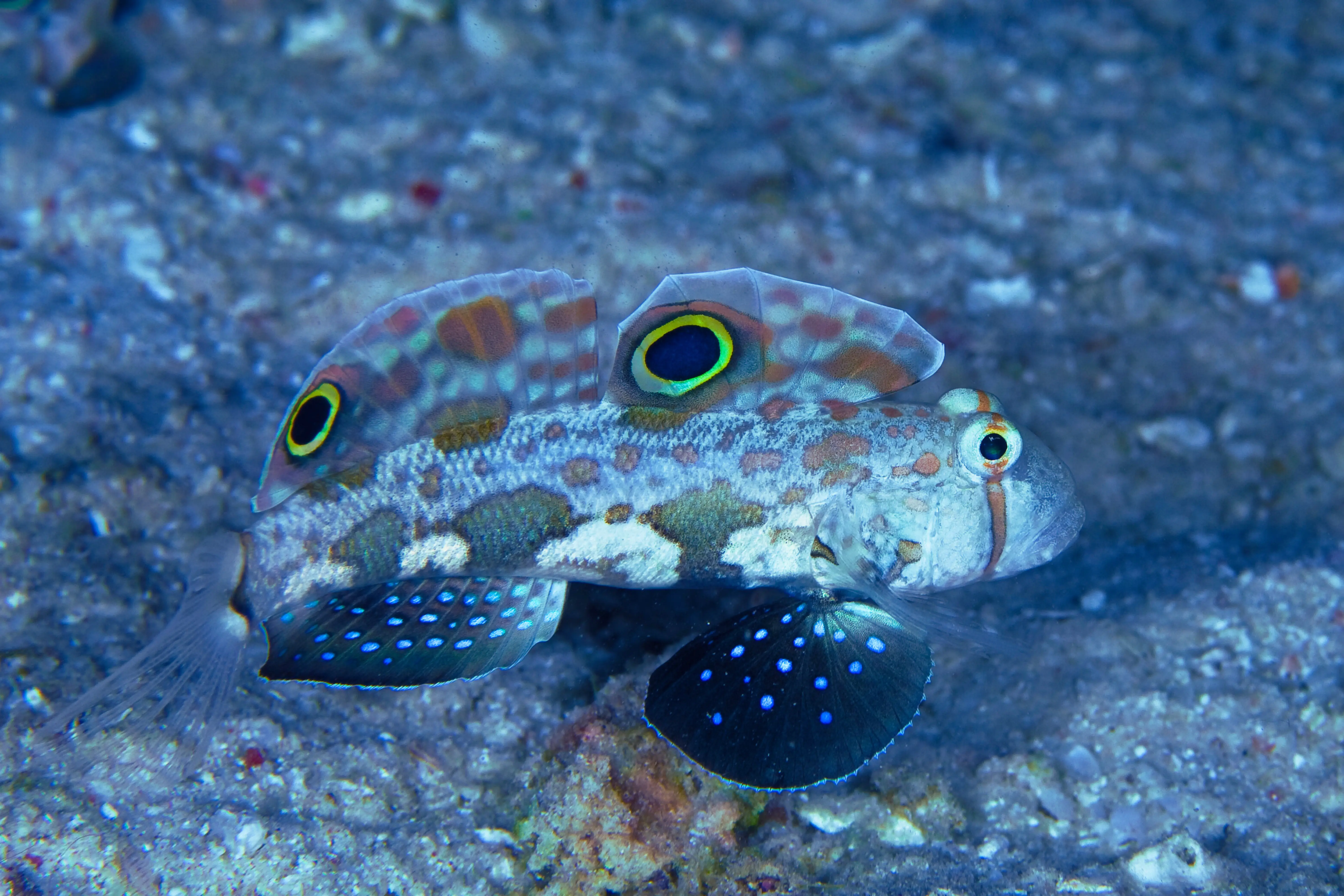 Two Spot Goby